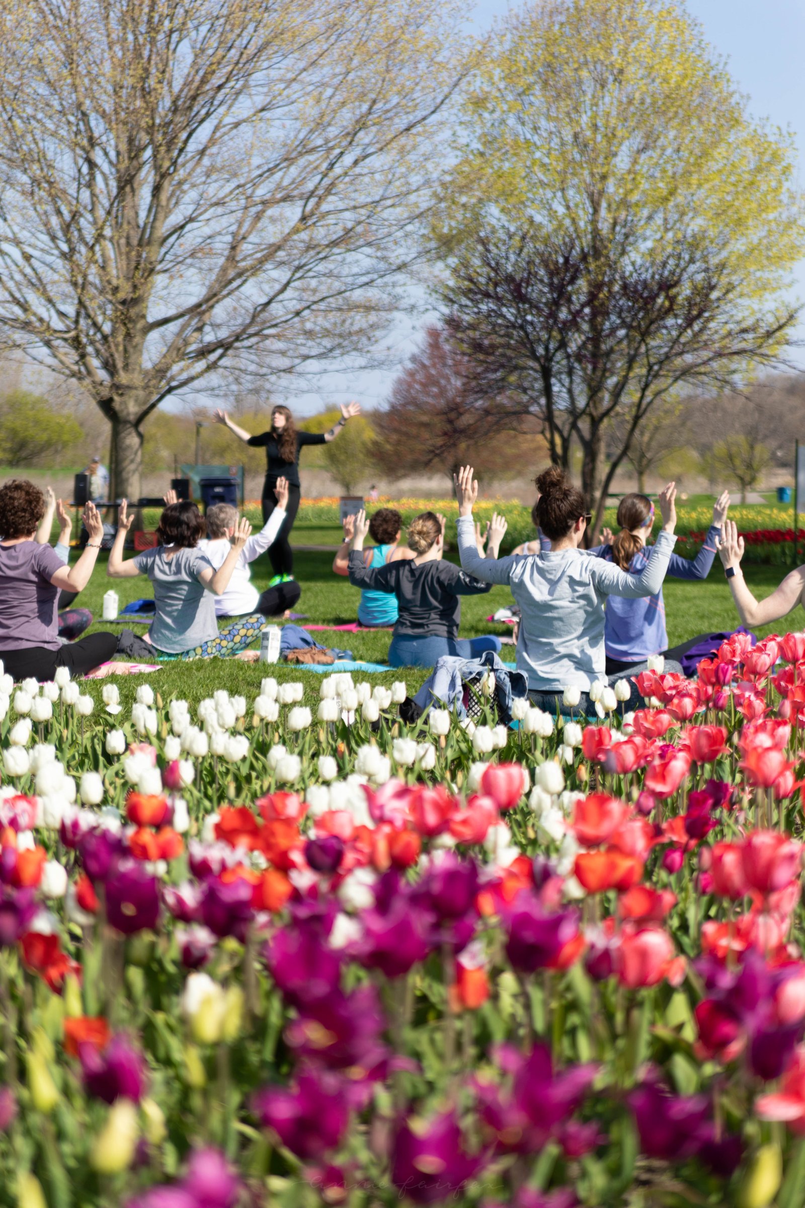 tips for visiting tulip time festival in holland - annie fairfax