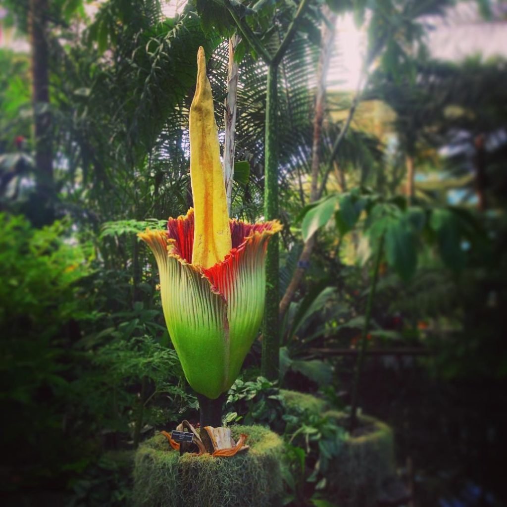 thousands flock to new york's rare corpse flower | artnet news