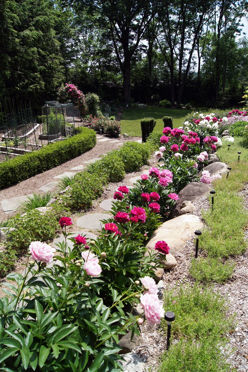 peonies in clare's garden in new jersey - finegardening
