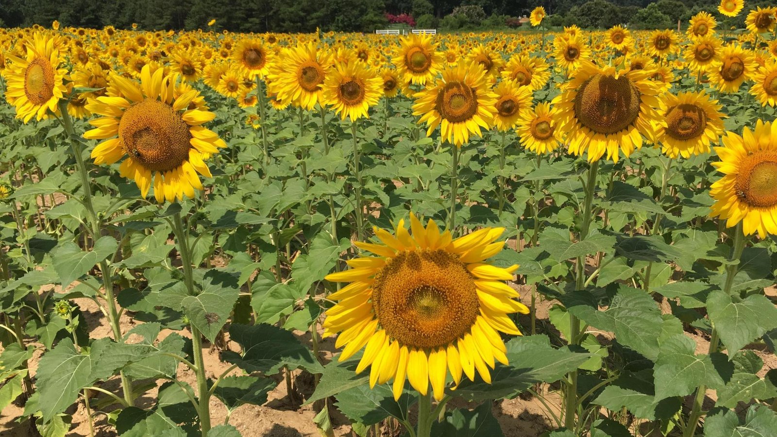 in bloom: what to know before you go to raleigh's dix park sunflower
