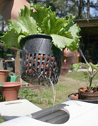 How to start your own hydroponic garden | MNN - Mother ...