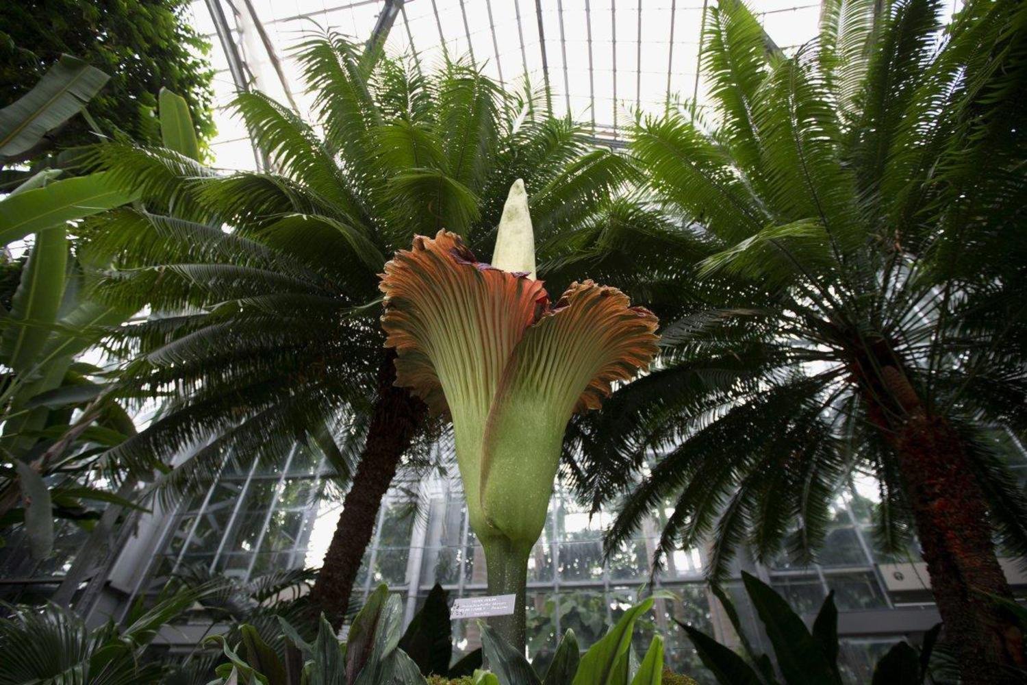 catch the rare blooming of the corpse flower at the new york