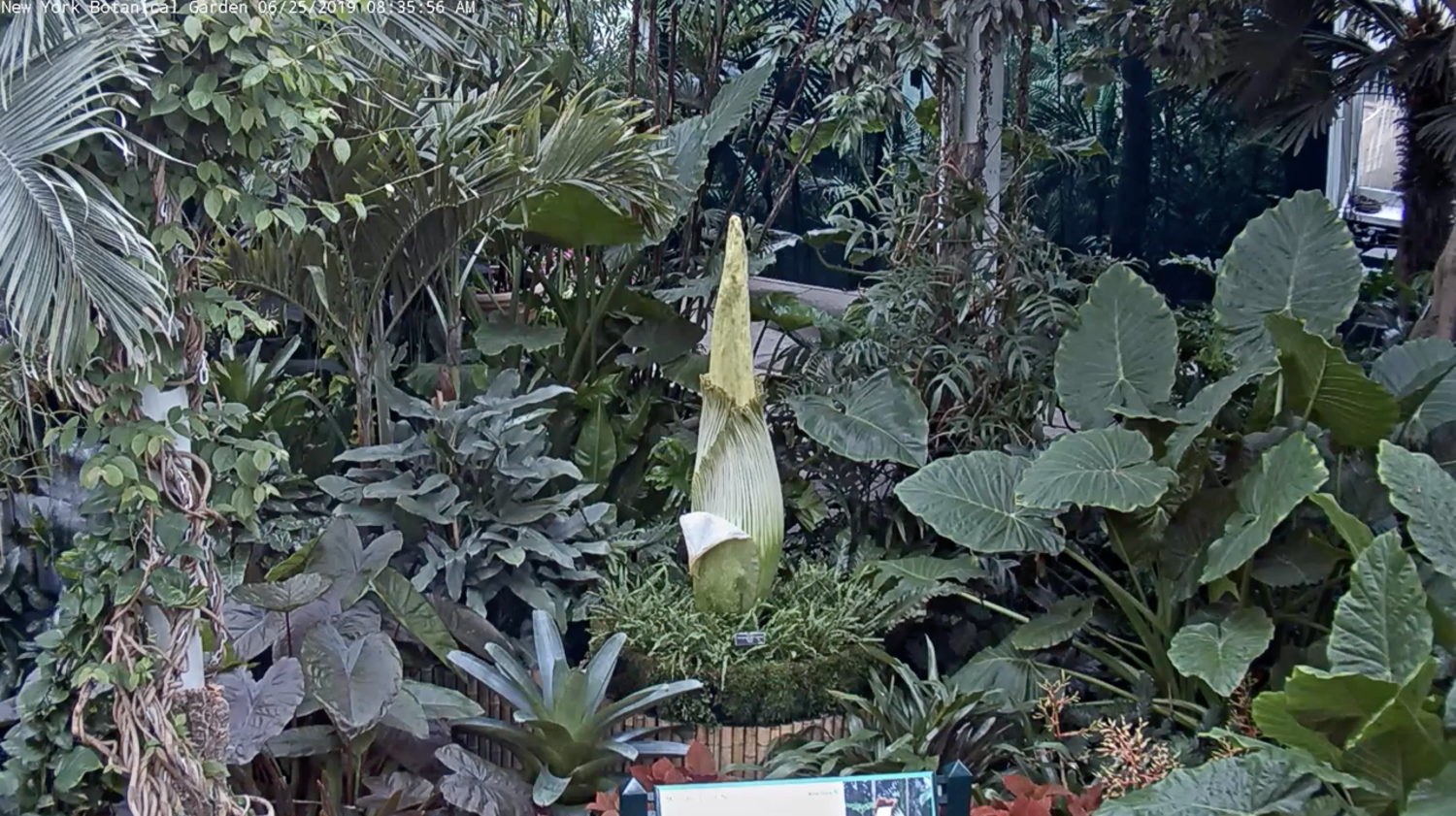 watch live: don't miss the rare corpse flower bloom at the new york