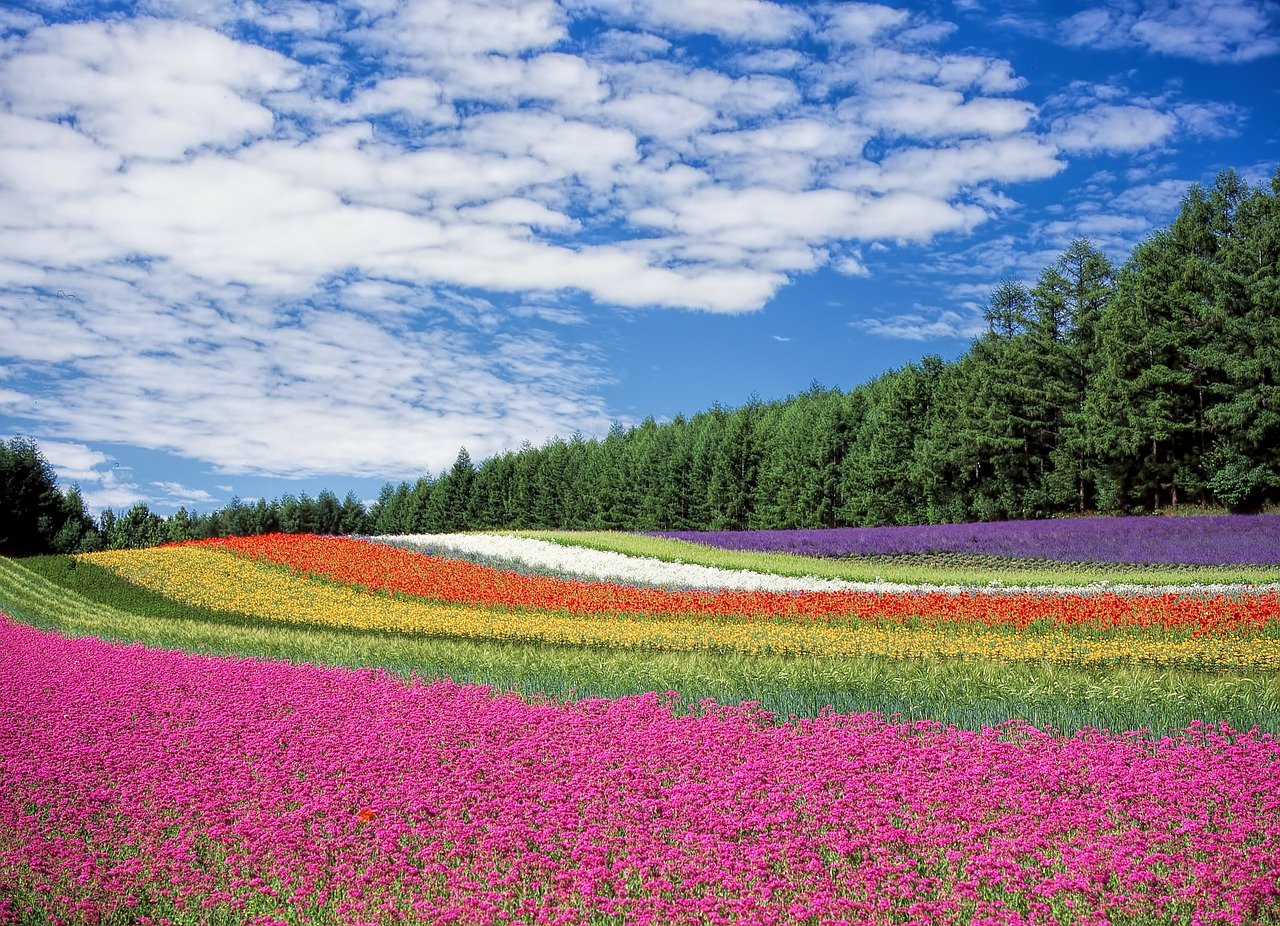 japan's april flowers: cherry blossoms, tulips, and pink moss