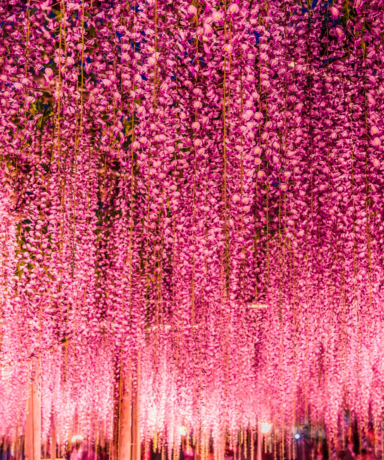 japan's wisteria gardens are a technicolor must-see