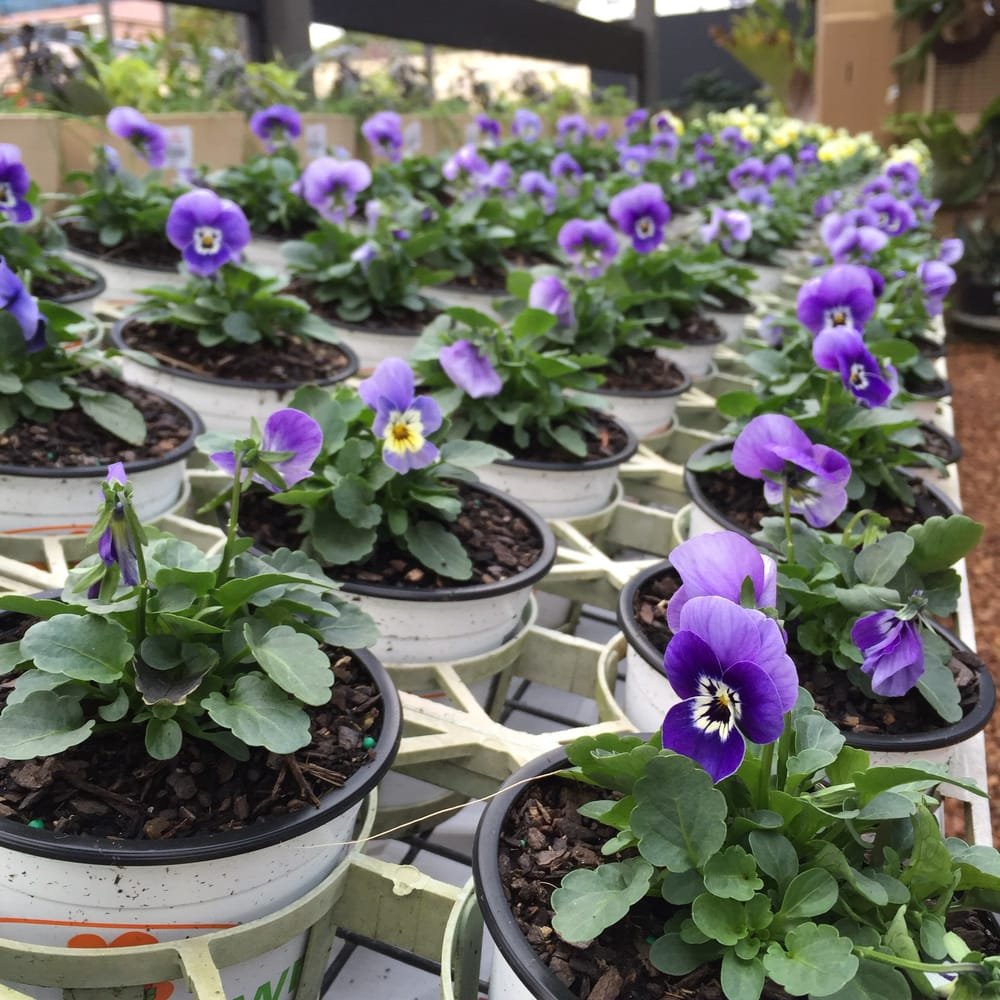 flower power - gardening centres - 27 mitchell st, enfield new south