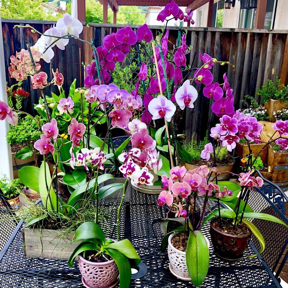 e plant world - (new) 69 photos & 26 reviews - nurseries & gardening