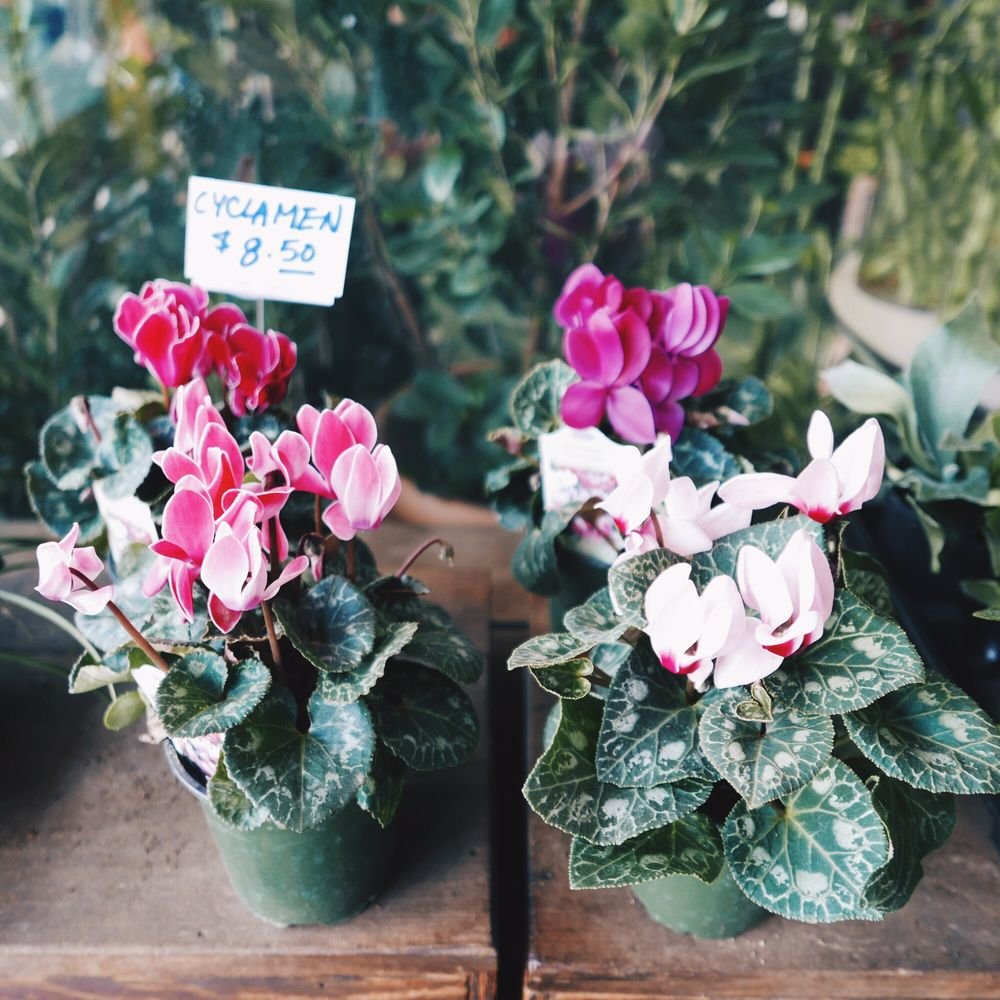 katsura garden - 67 photos & 69 reviews - nurseries & gardening