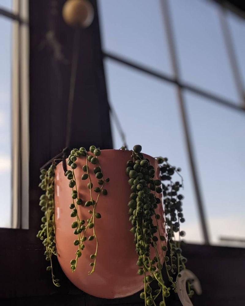 da hing flower shop - 2019 all you need to know before you go (with