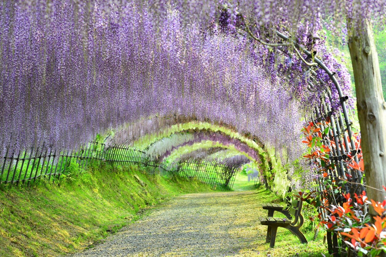 wisteria gardens of japan | tokyo creative