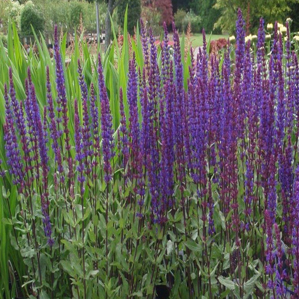 front yard landscaping ideas - the home depot