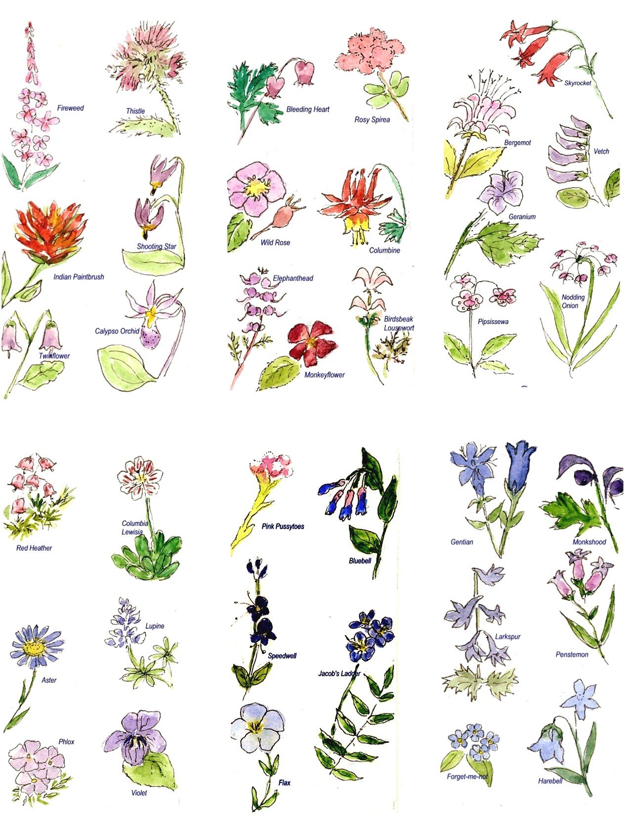30 flower pictures and names list – pelfusion