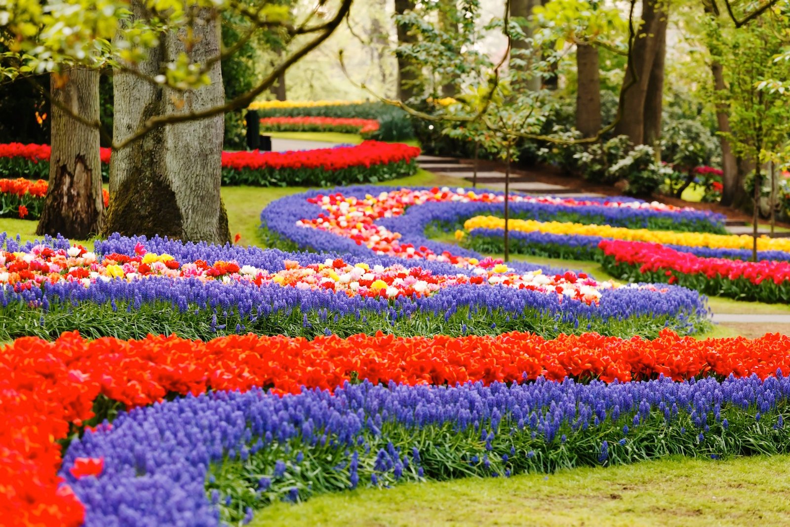 keukenhof, the largest flower show in the world near amsterdam