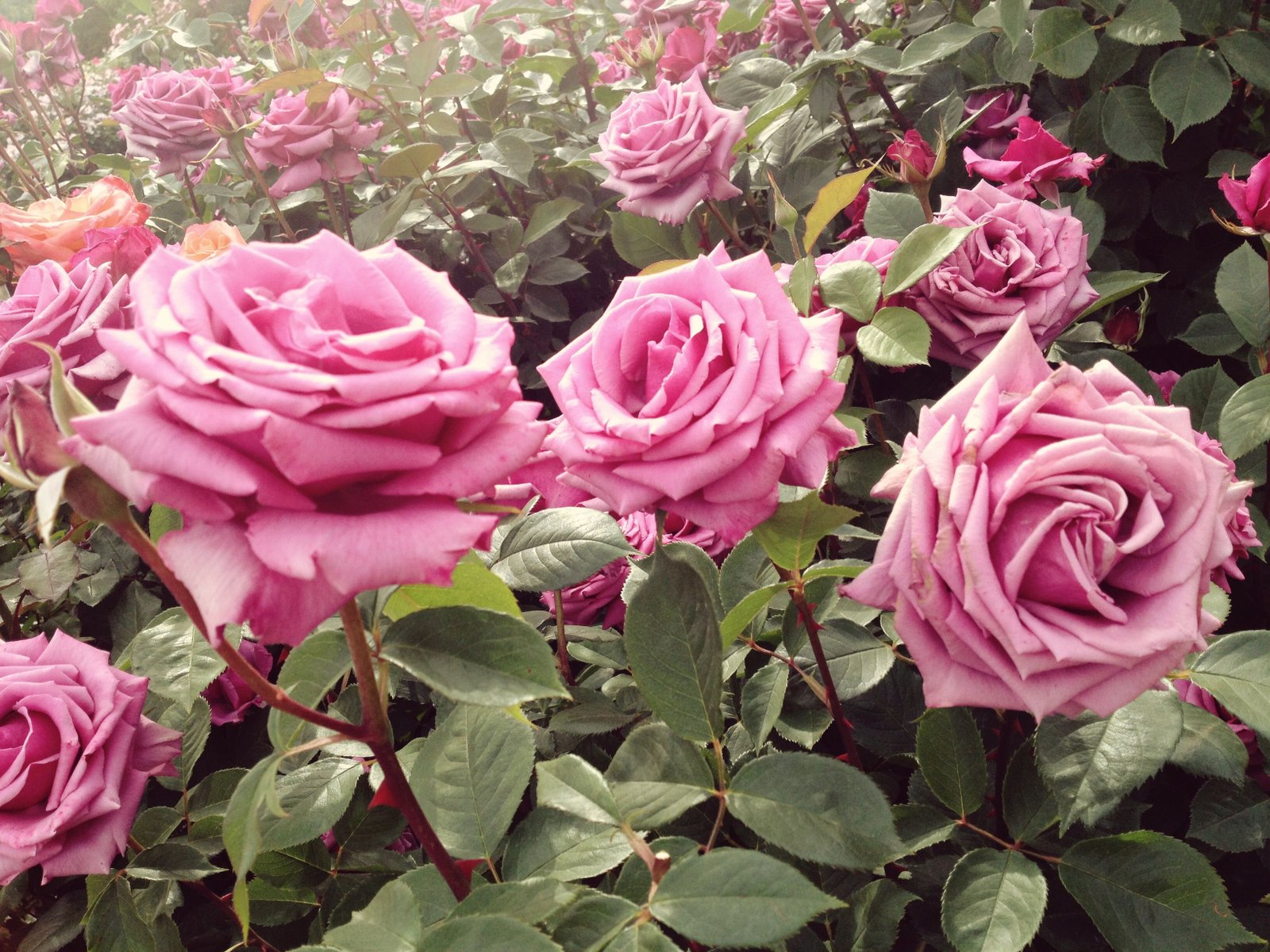 55 best types of flowers – pretty pictures of garden flowers
