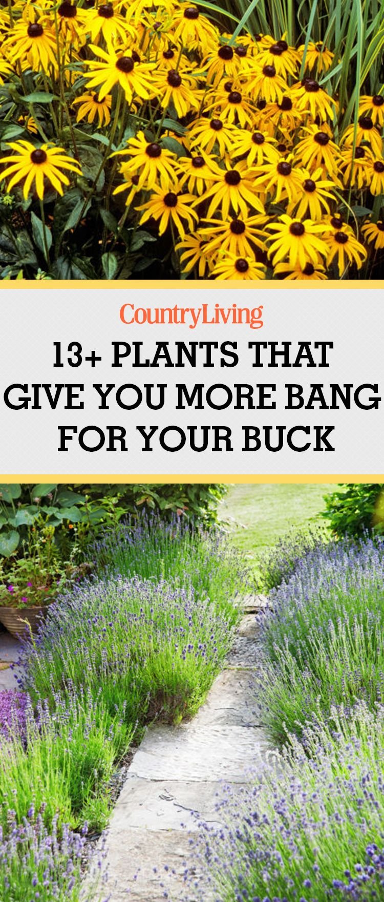 15 easy garden plants to grow - cheap hardy plant ideas