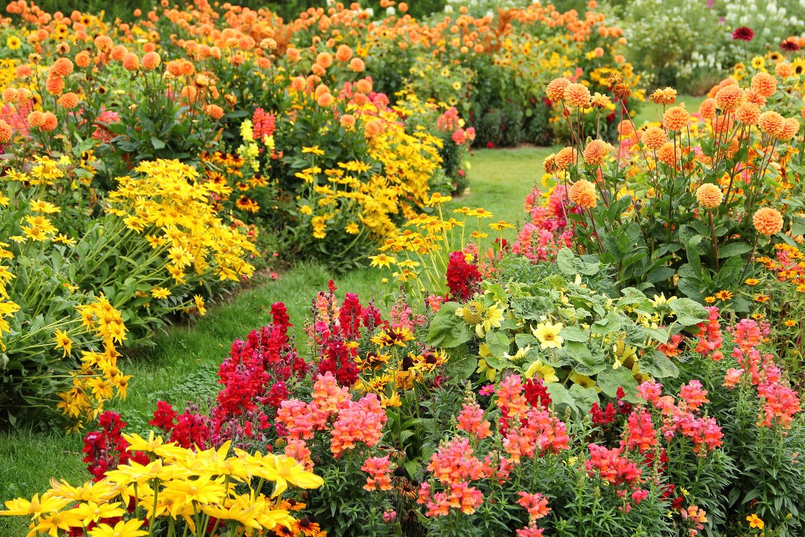 15 easy garden plants to grow - cheap hardy plant ideas