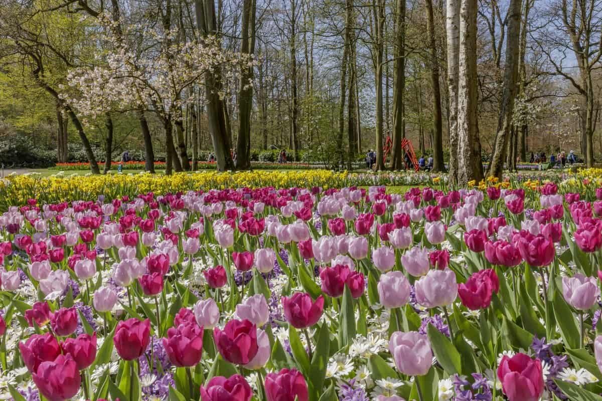10 different ways to visit tulip gardens in bloom in holland