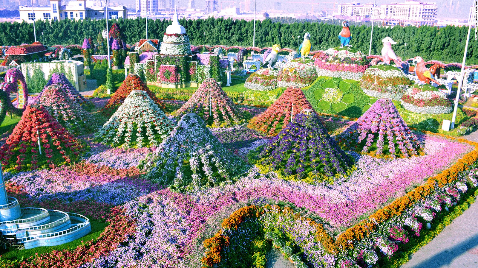 dubai miracle garden: world's largest flower garden | cnn travel