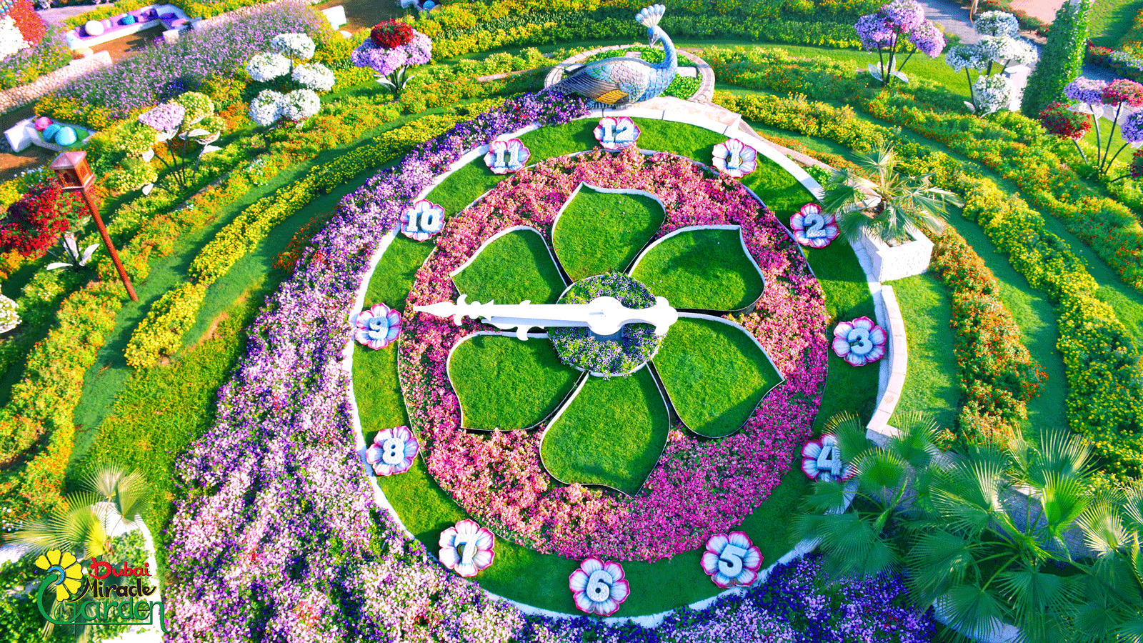 dubai miracle garden: world's largest flower garden | cnn travel