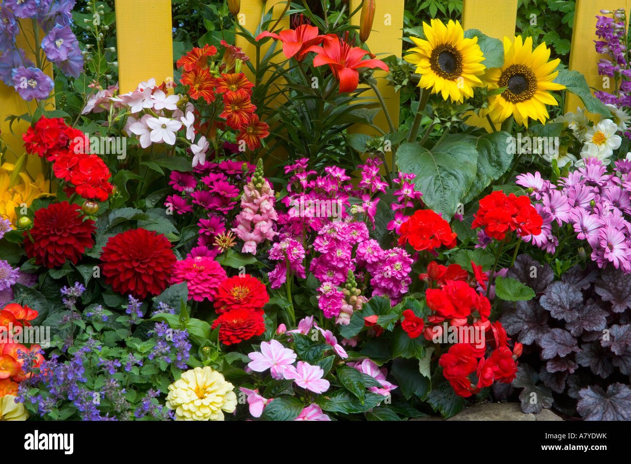yellow picket fence with flower garden in front. sunflowers, painted