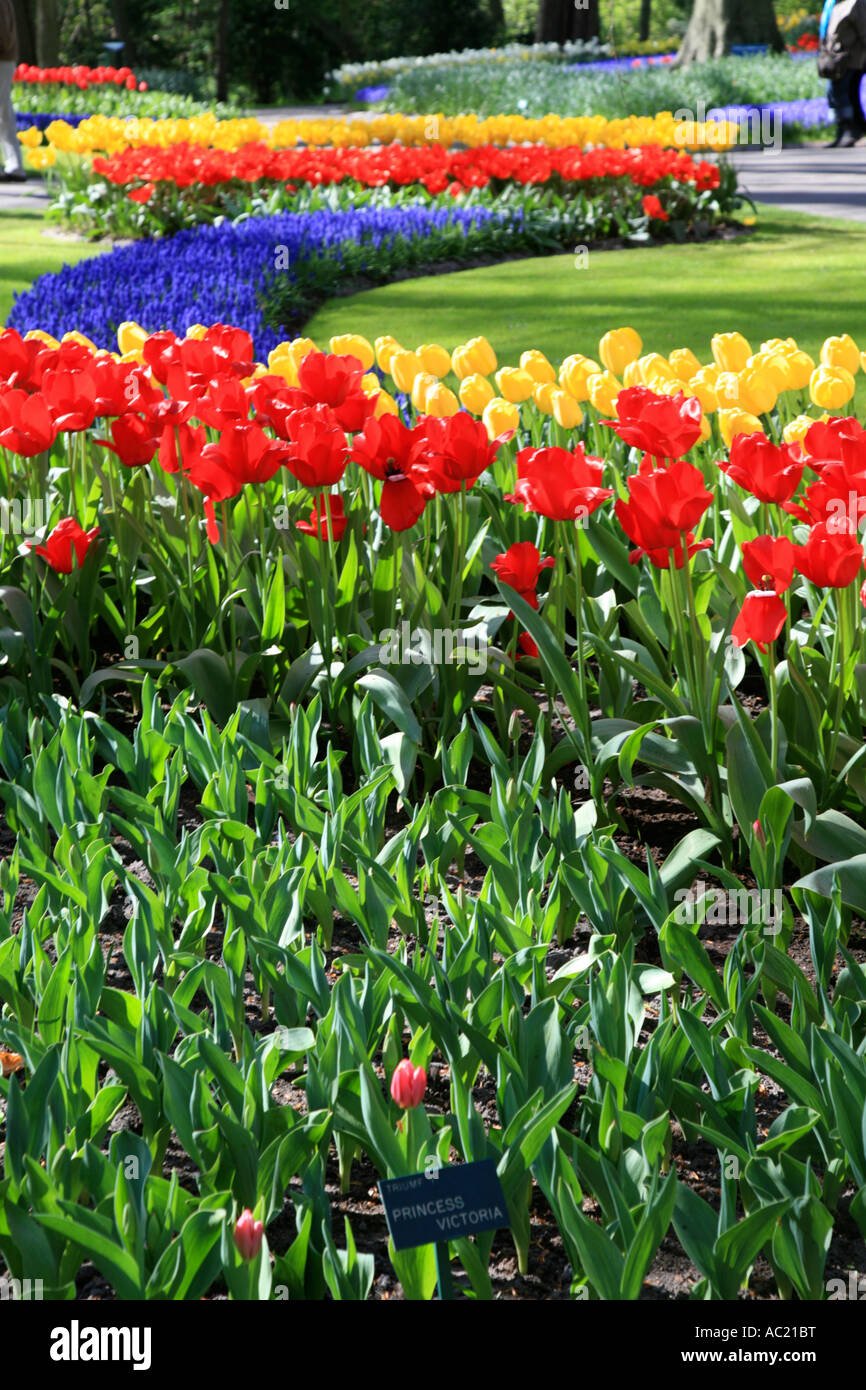 tulip spring garden at keukenhof gardens near amsterdam in holland