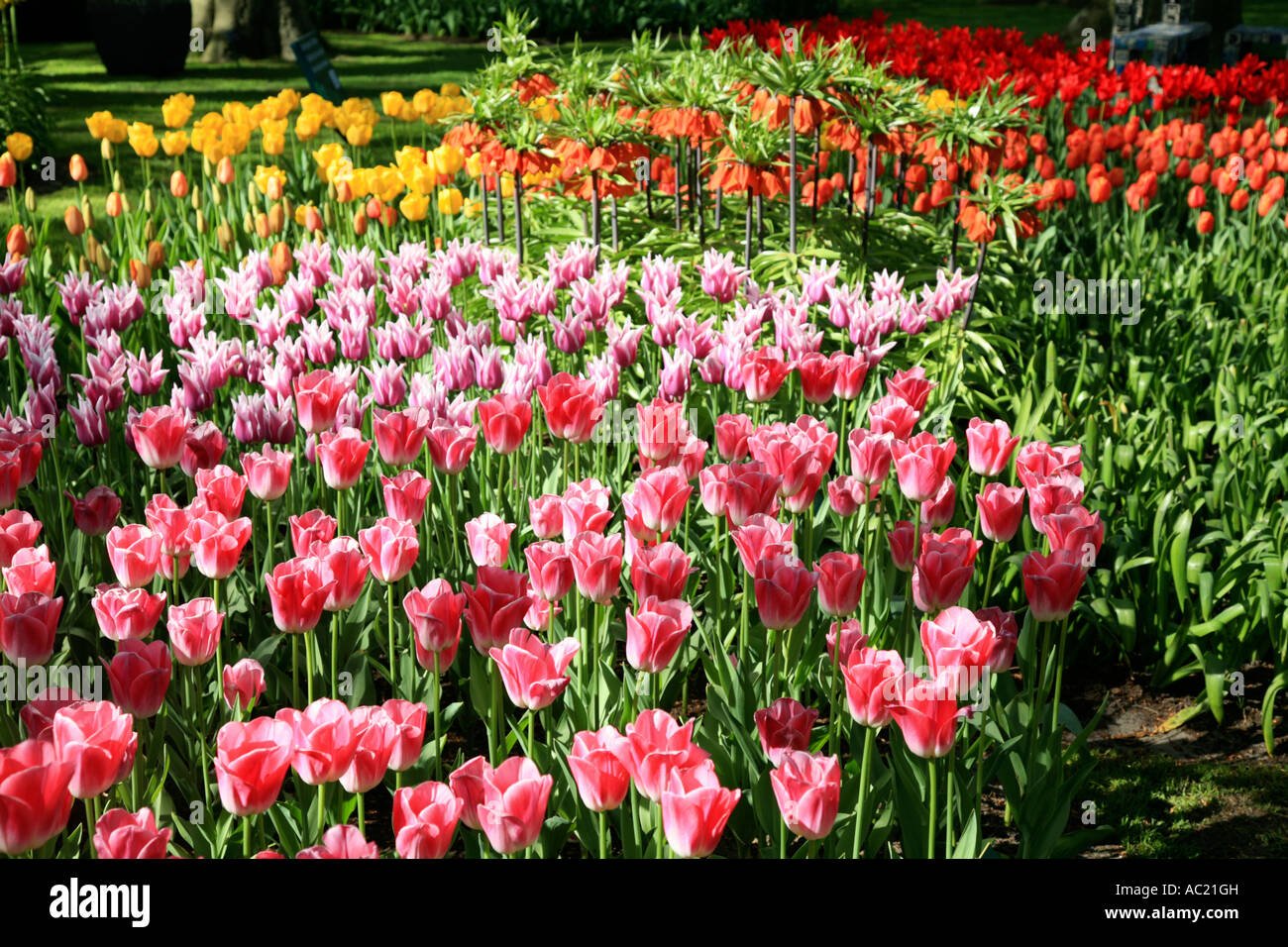 tulip spring garden at keukenhof gardens near amsterdam in holland