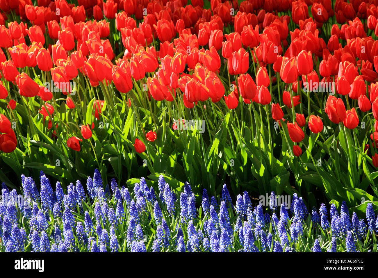 tulip spring garden at keukenhof gardens near amsterdam in holland
