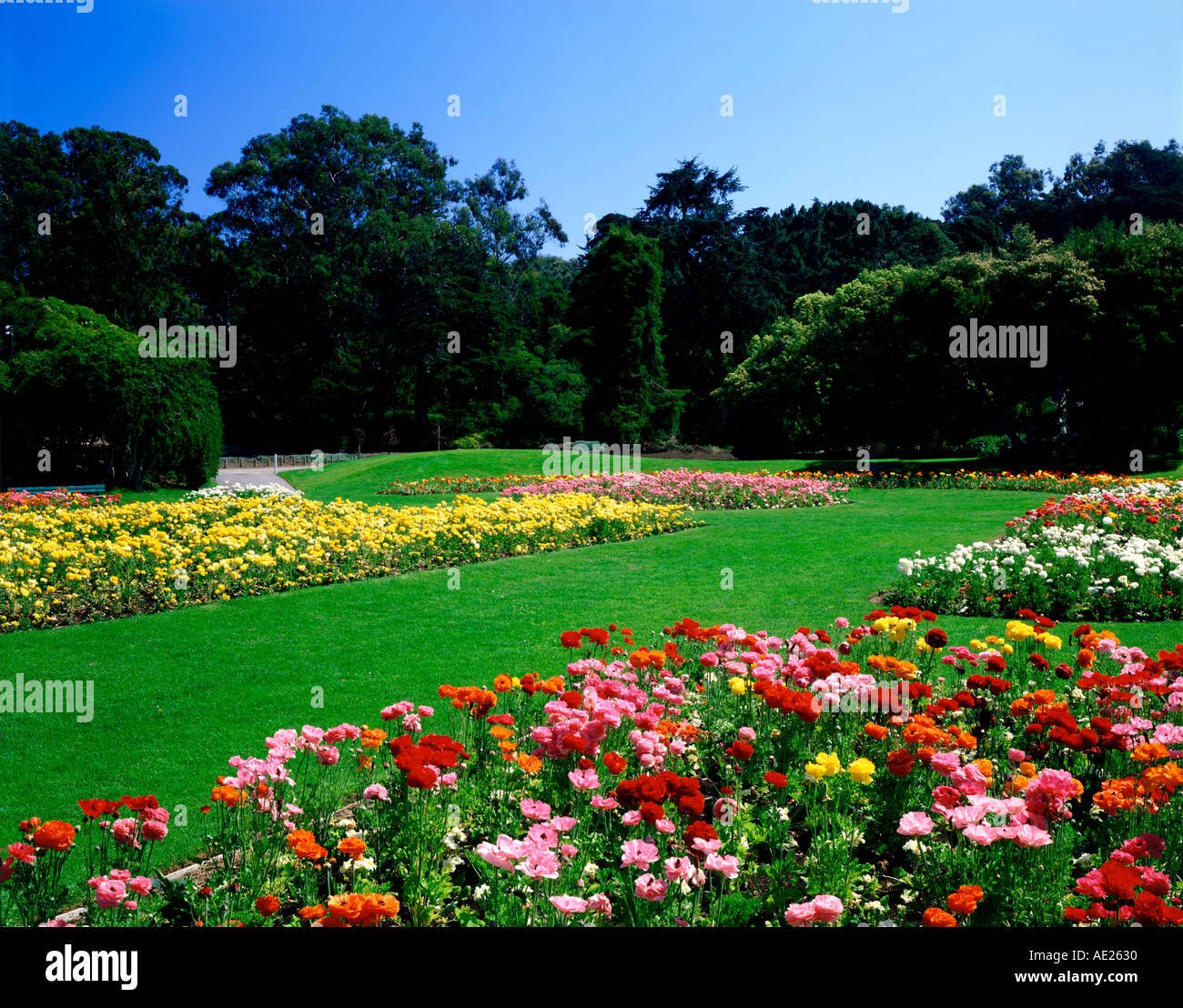 flower gardens in golden gate park san francisco california usa