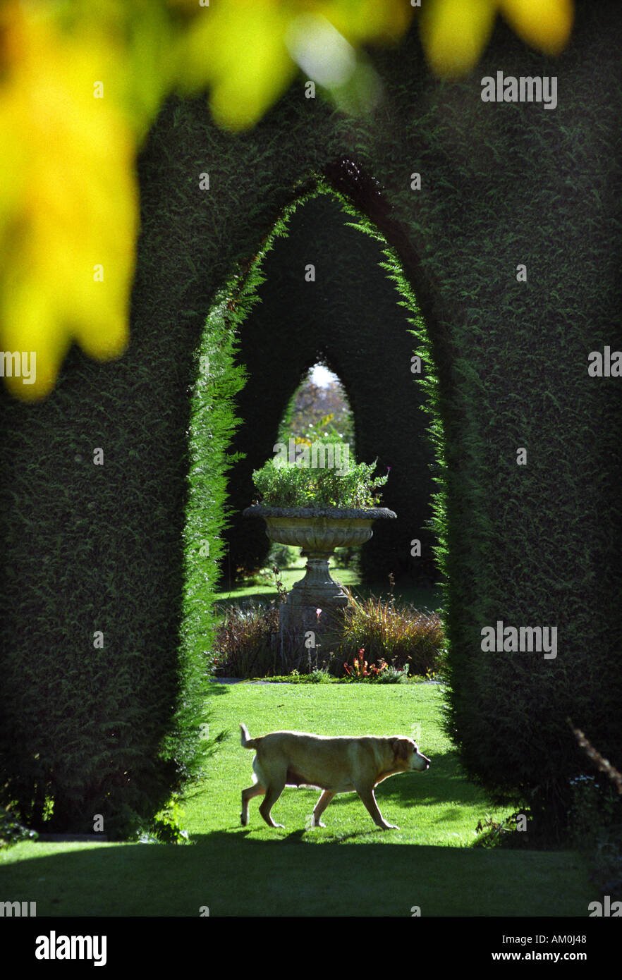 a labrador passes a yew avenue at stourton house flower garden stock