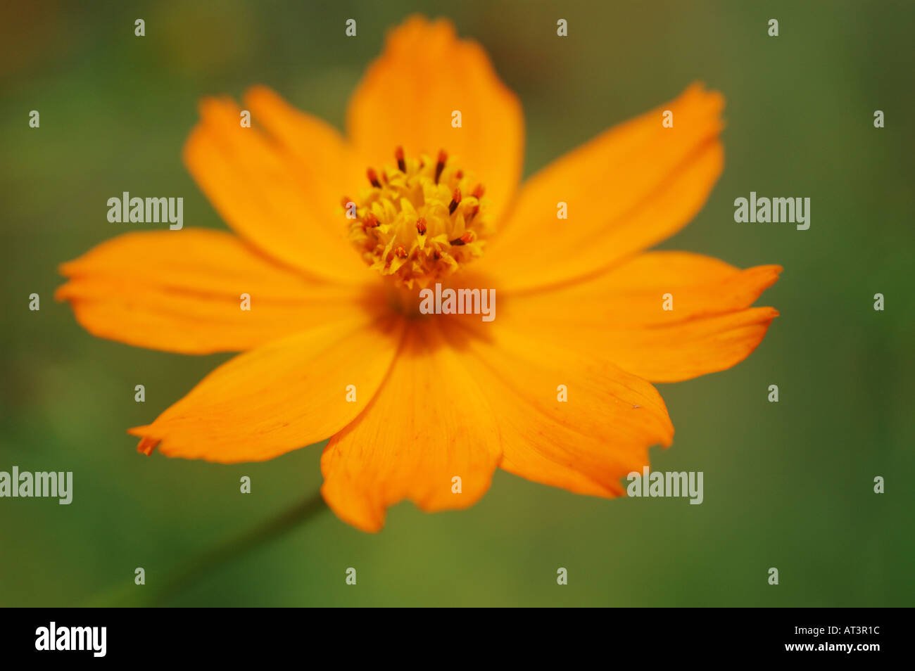 scientific name: cosmos bipinnatus common name: garden cosmos