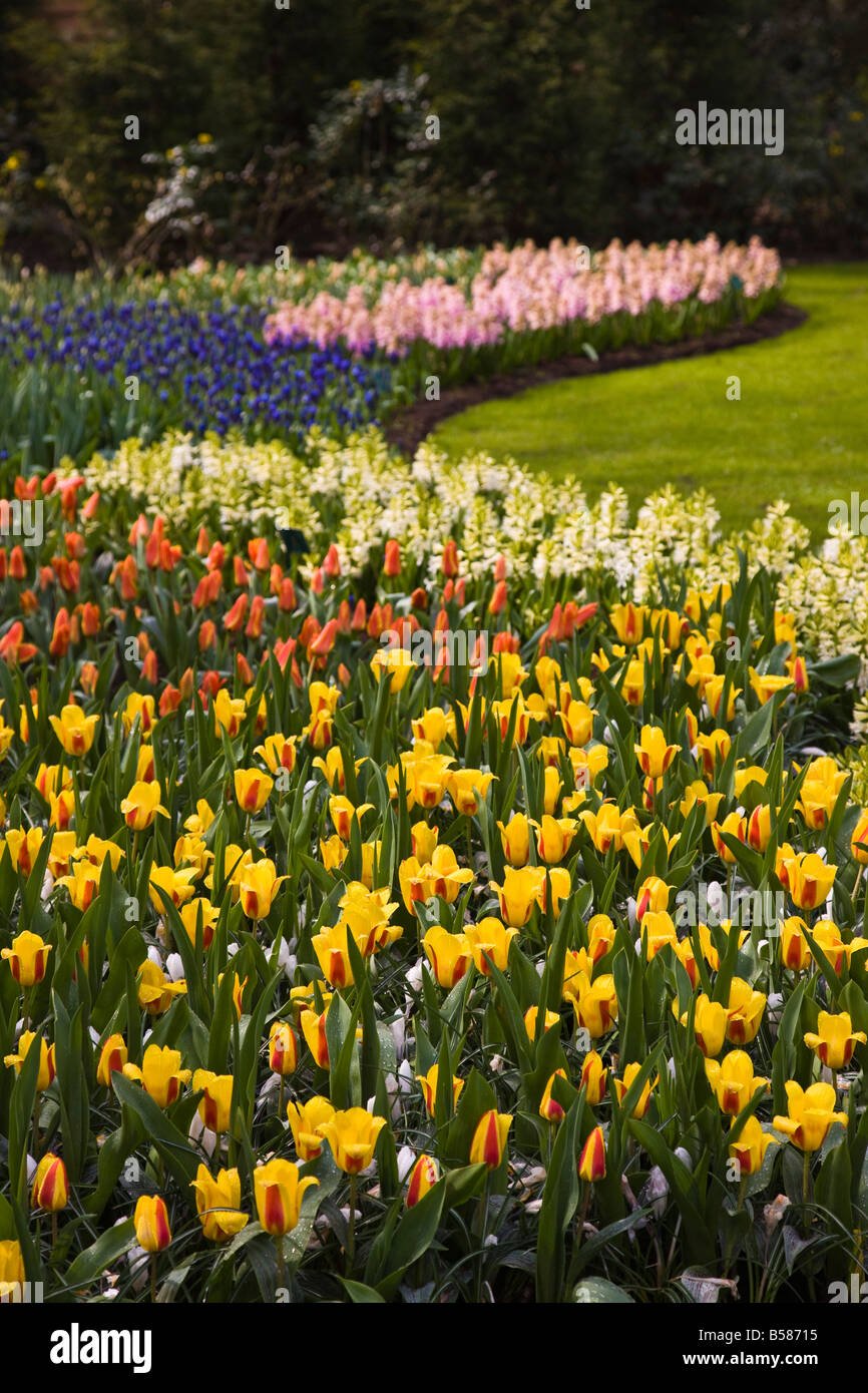 tulip flower borders, keukenhof, park and gardens near amsterdam