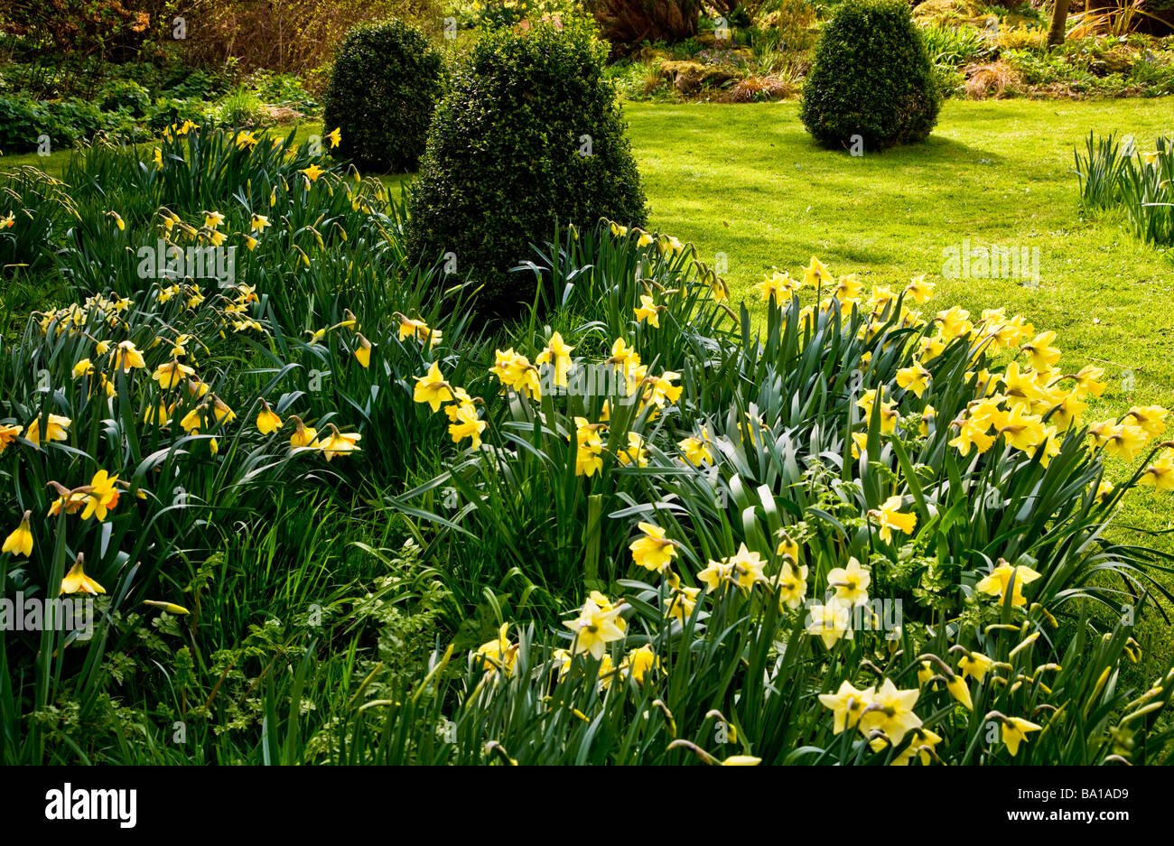 different species, varieties of narcissus in the daffodil garden at