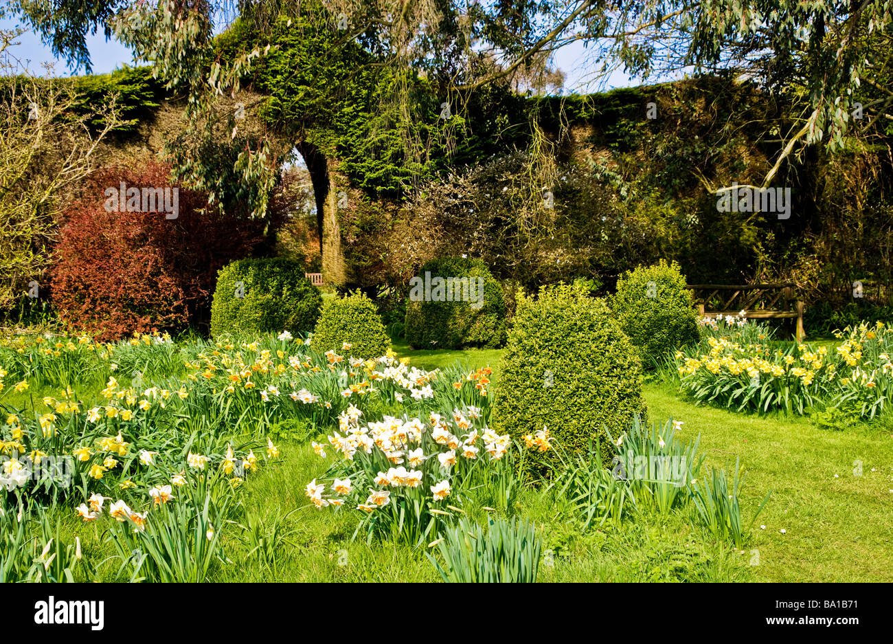different varieties species of narcissus in the daffodil garden at