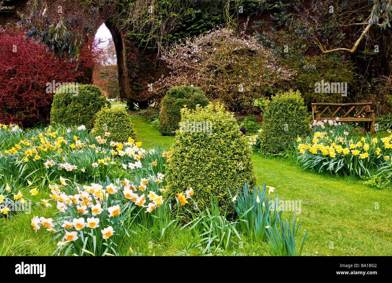 different varieties species of narcissus in the daffodil garden at