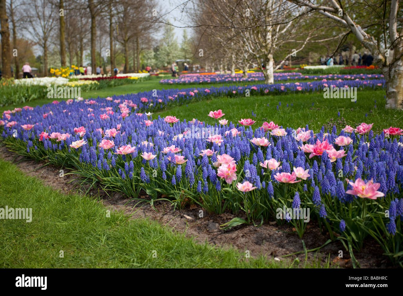 field of tulips, keukenhof, park lisse, garden of europe, the