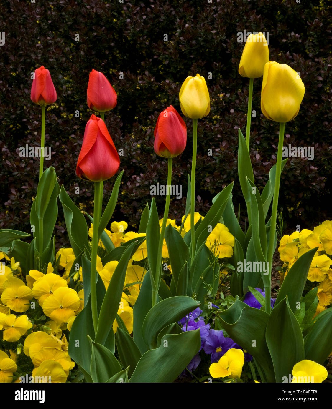 close up of colorful spring tulips and pansies in a flower garden in
