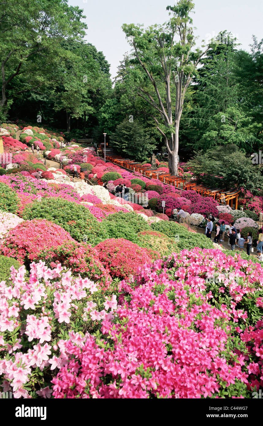 asia, azalea, azaleas, bloom, flower, flowers, garden, holiday stock