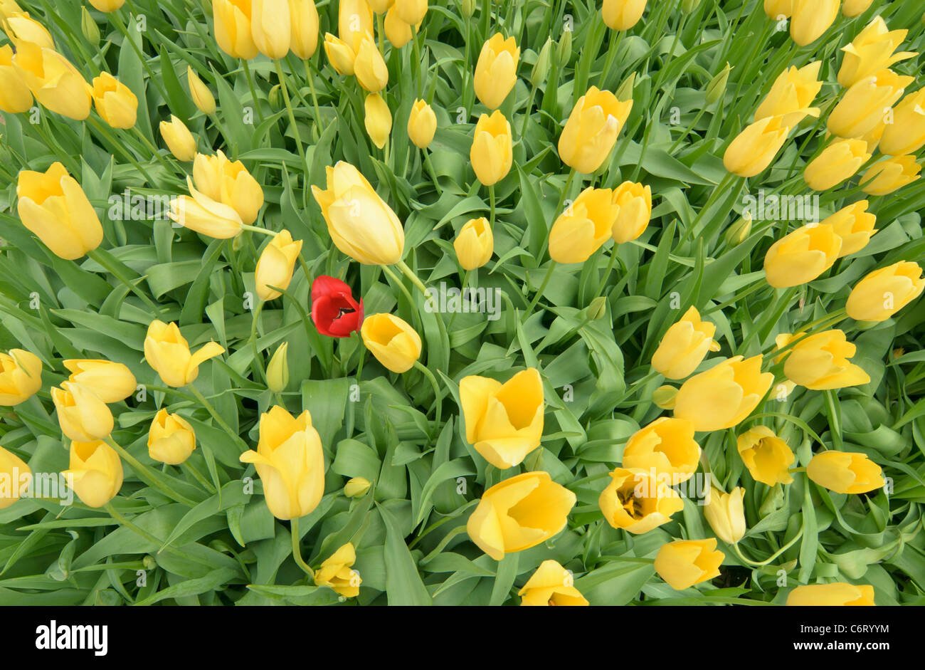 one red tulip, many yellow tulips at the flower and garden festival