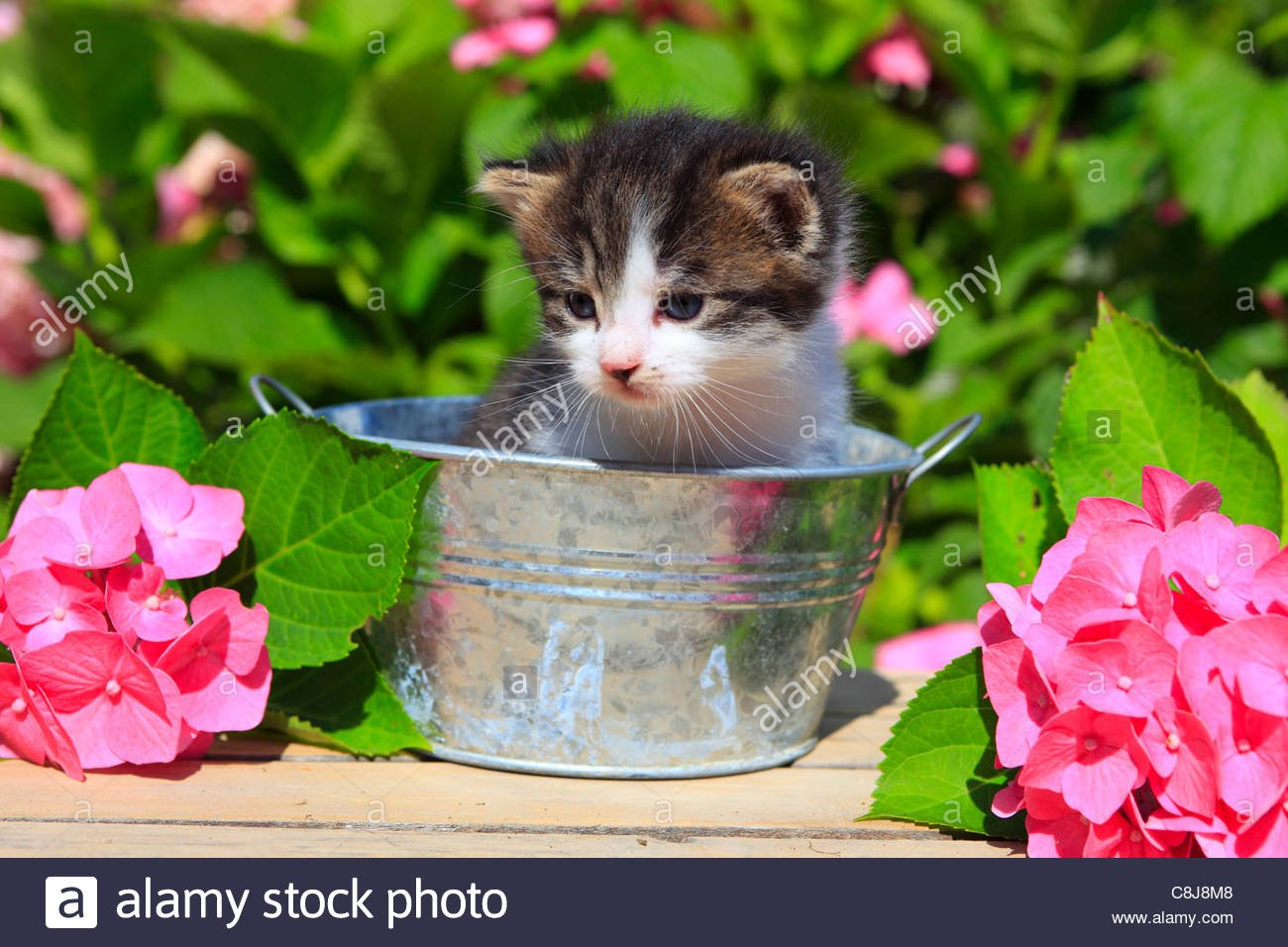 3 weeks, flower, flowers, garden, house, home, animal, domestic