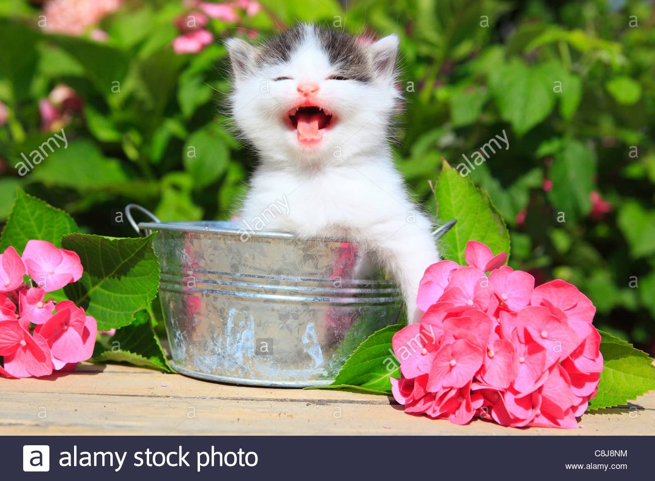 3 weeks, flower, flowers, garden, house, home, animal, domestic