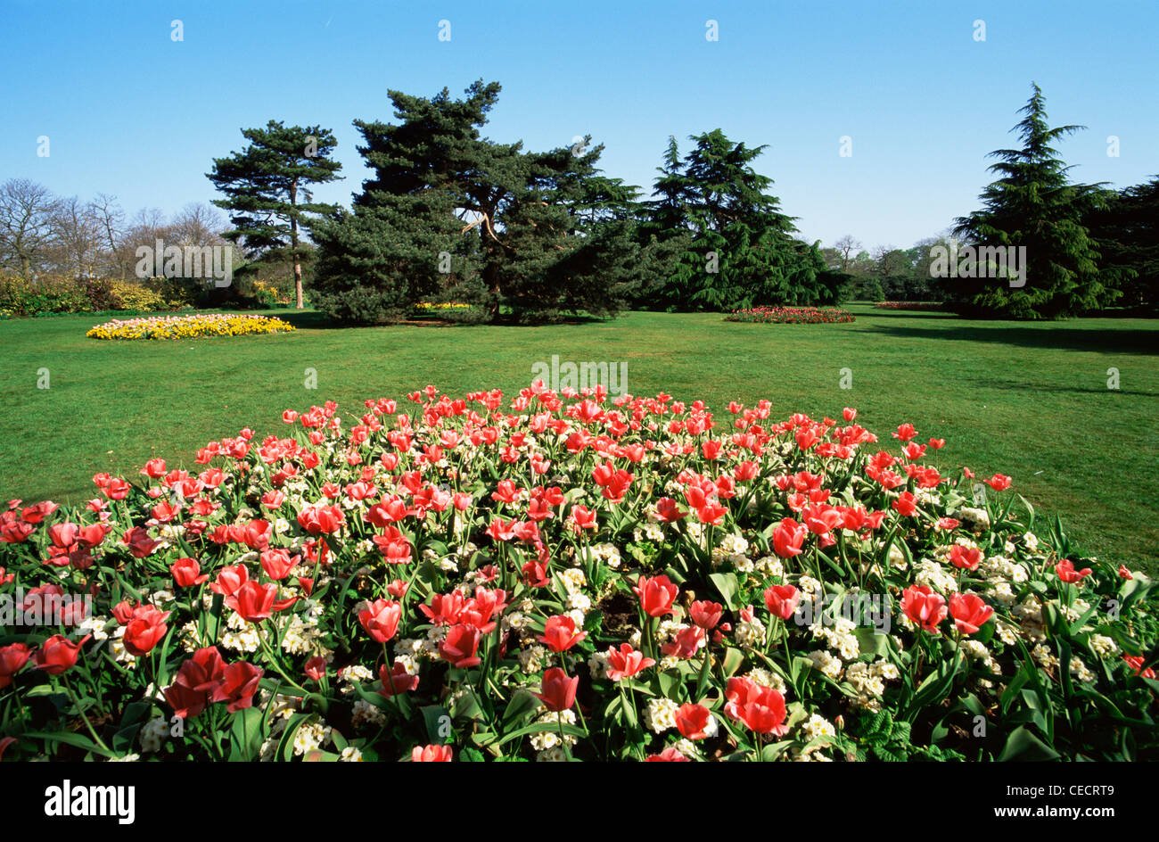 england, london, greenwich park, spring flowers stock photo