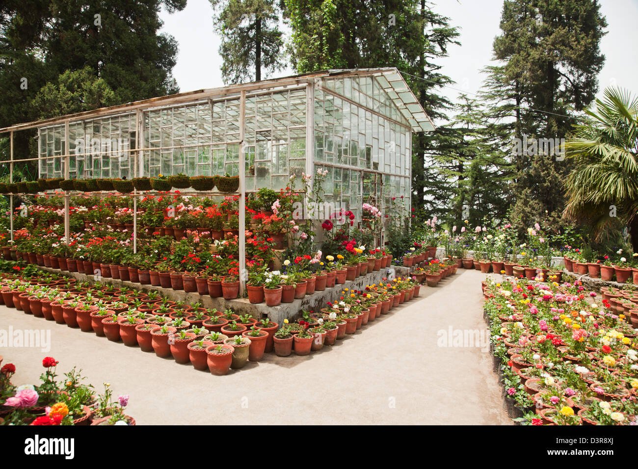 flower nursery at company bagh in mussoorie, uttarakhand, india