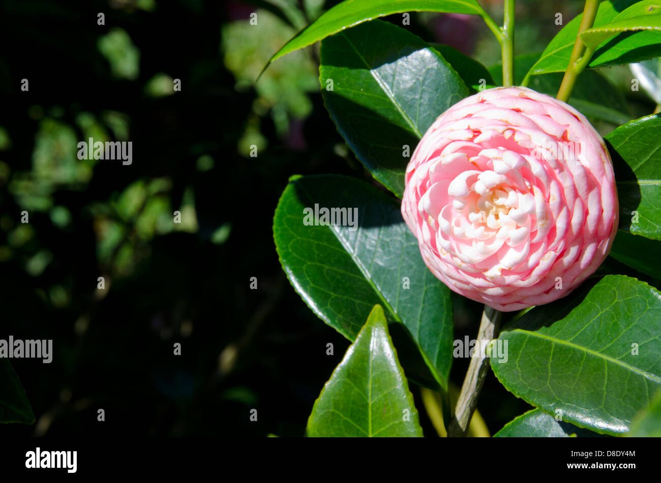 alabama flower stock photos & alabama flower stock images - alamy