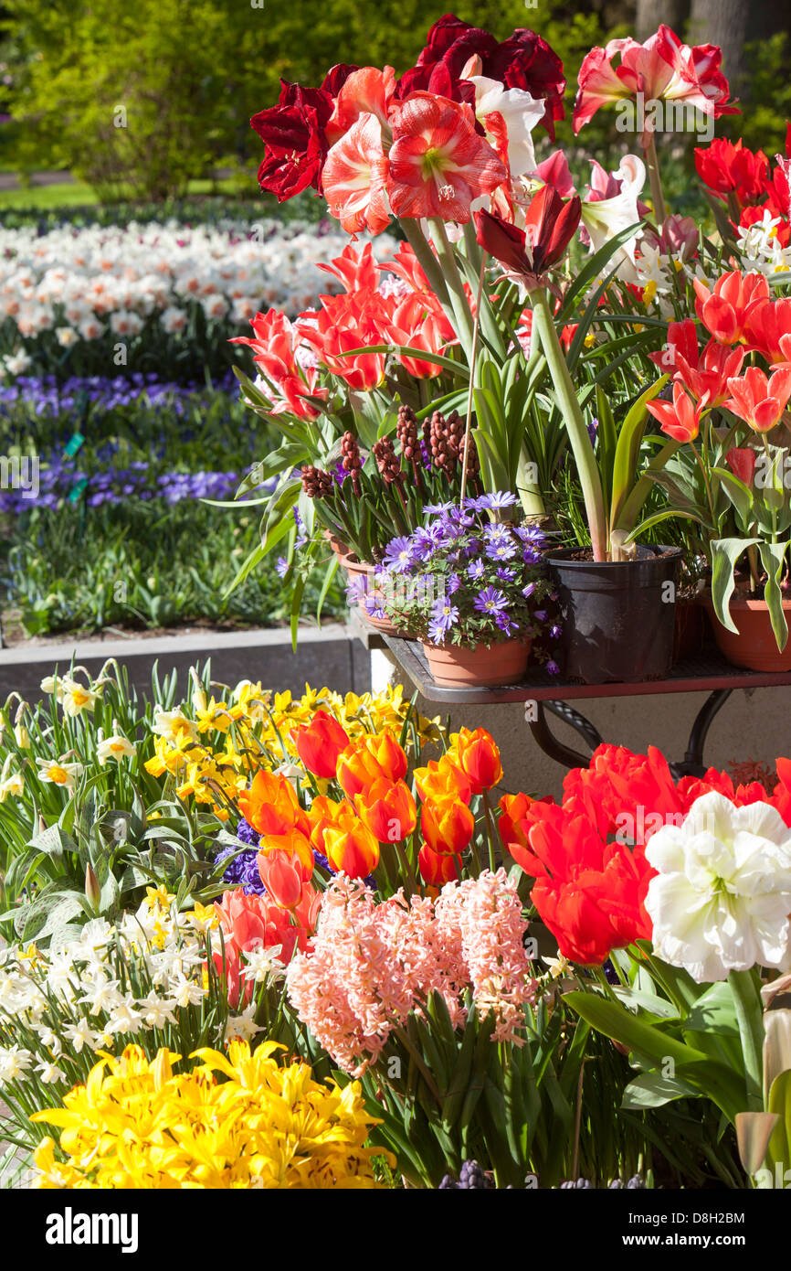 a flower display at keukenhof gardens, the most famous spring garden