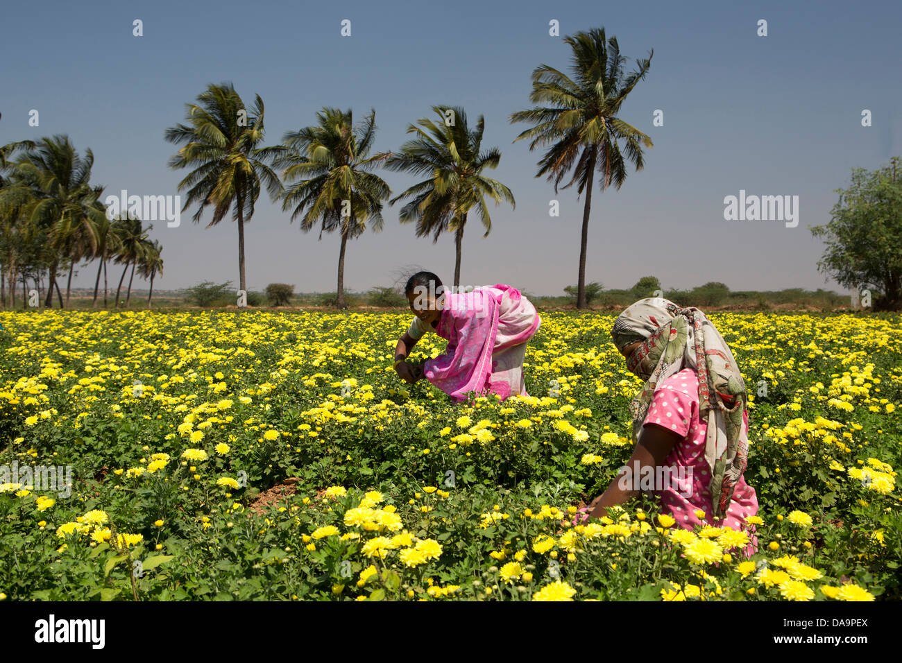 south india agriculture stock photos & south india agriculture stock