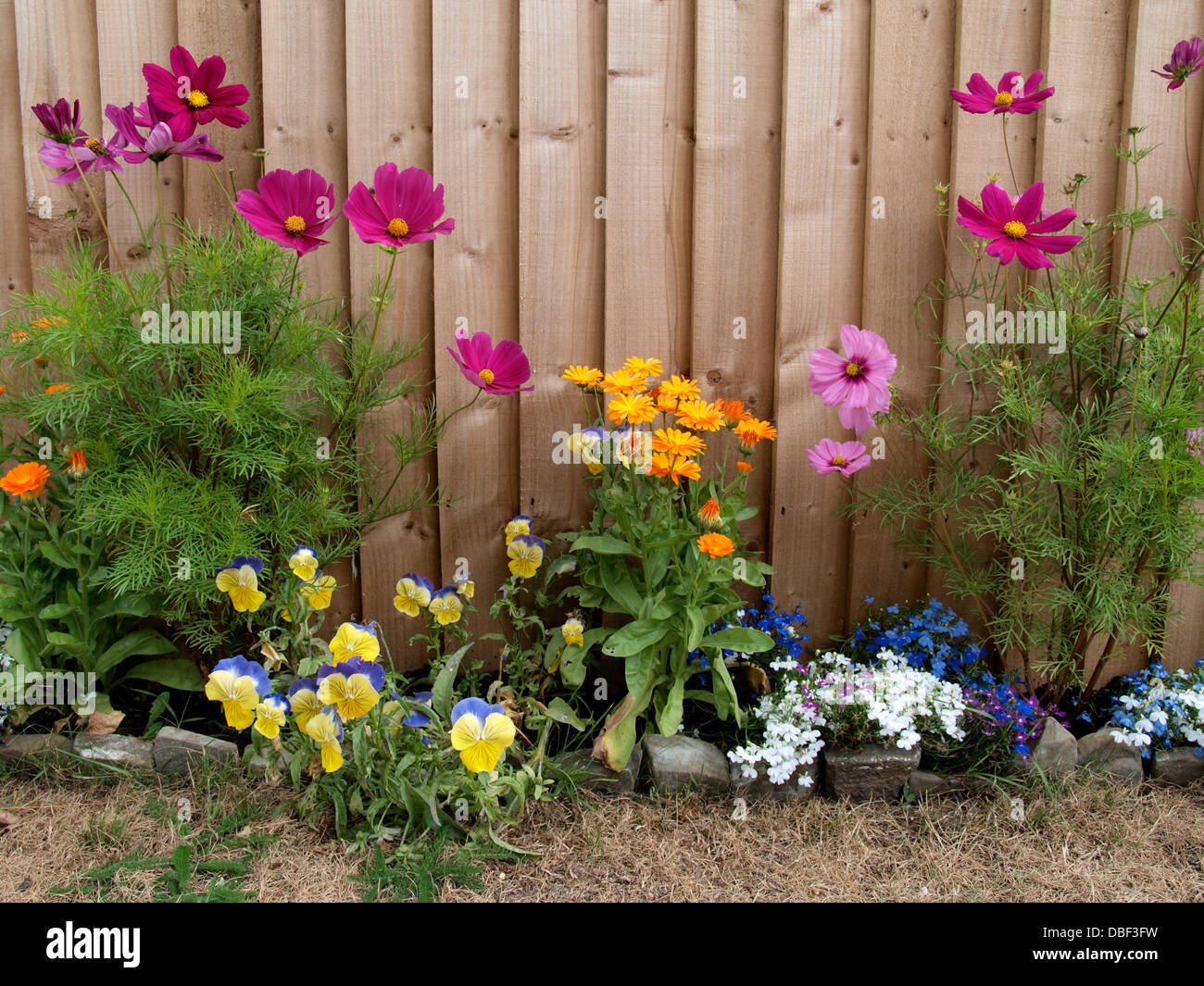 garden flowers in front of a wooden fence, uk 2013 stock photo