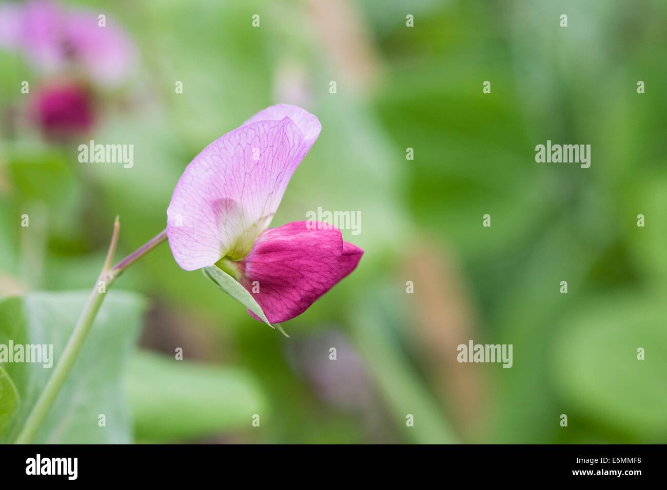 pisum sativum garden pea flower stock photos & pisum sativum garden
