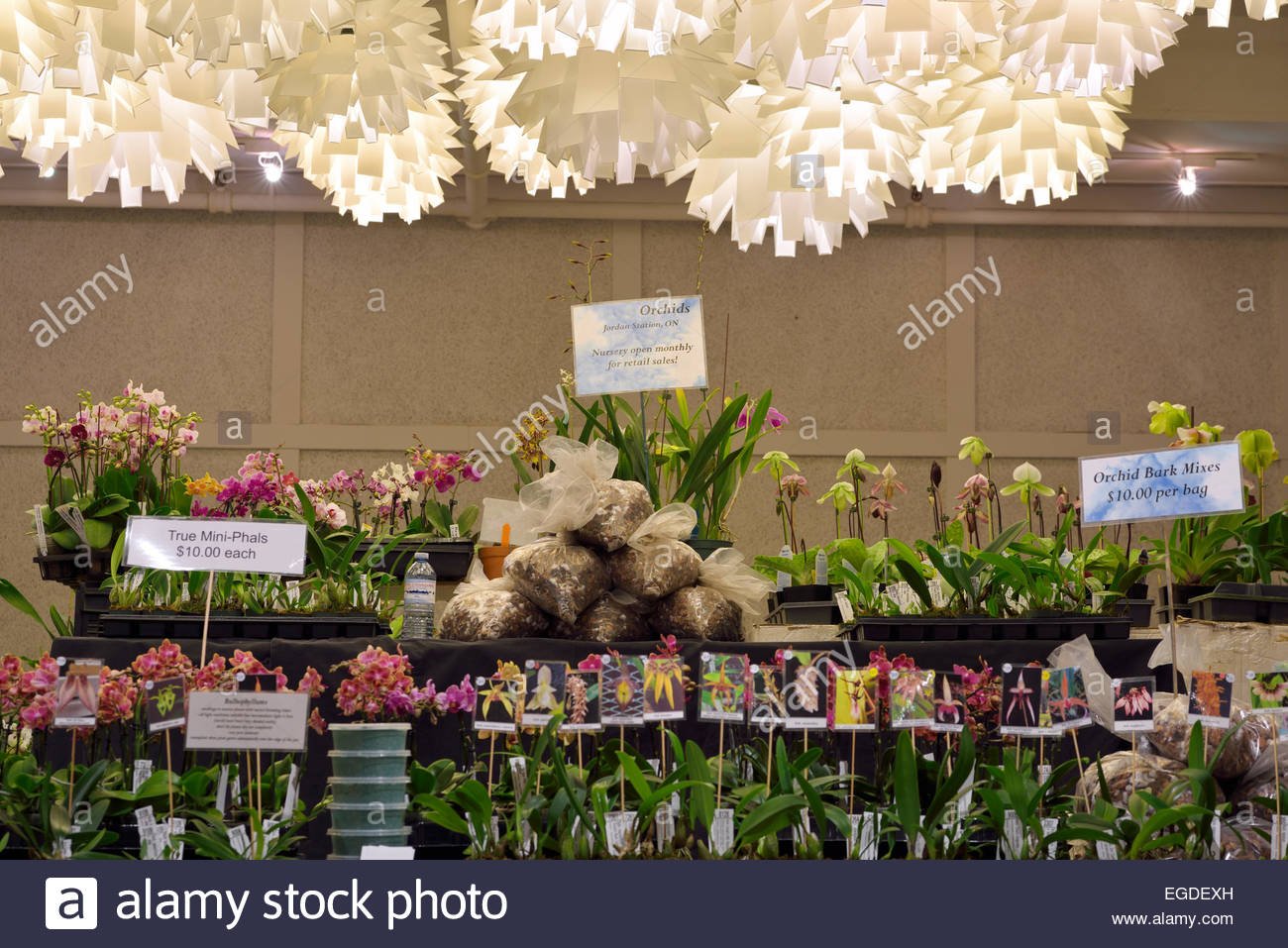 southern ontario orchid society show vendor supplies display table