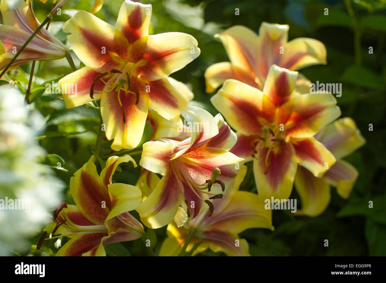 lily (latin lílium) - genus of plants in the family liliaceae stock