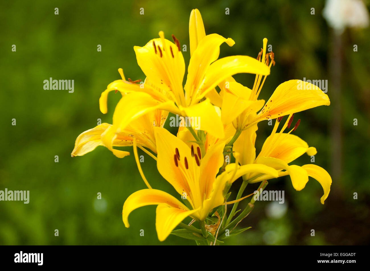 lily (latin lílium) - genus of plants in the family liliaceae stock